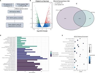 Apigenin Inhibits the Histamine-Induced Proliferation of Ovarian Cancer Cells by Downregulating ERα/ERβ Expression